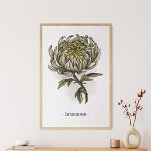 Könnte beinhalten: Eine gerahmte botanische Illustration einer weißen Chrysantheme mit gelber Mitte. Der Druck ist auf weißem Hintergrund und trägt den Text "Chrysanthemum" unter der Blume.