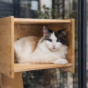 Può includere: Un gatto soffice con occhi blu e un motivo bianco e nero riposa all'interno di una mensola per gatti in legno. La mensola è montata su un muro e il gatto guarda direttamente la fotocamera.
