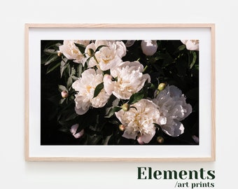 Peony Print, Floral Photo Poster, Botanical Print, Horizontal Wall Art, Printable Photography