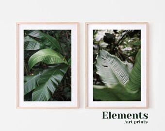 Botanical Print Set, Curry Leaf Plant, Set of 2 Prints, Original Printable Photography, Costa Rica