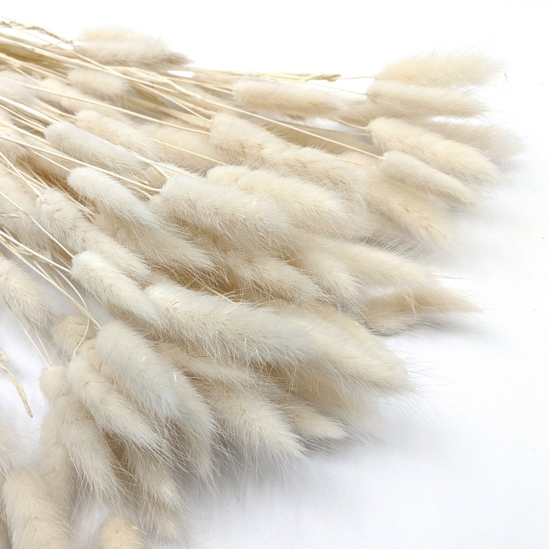 25/50 White Bunny Tail Grass, Dried Bunny Tail Grass, White Lagurus