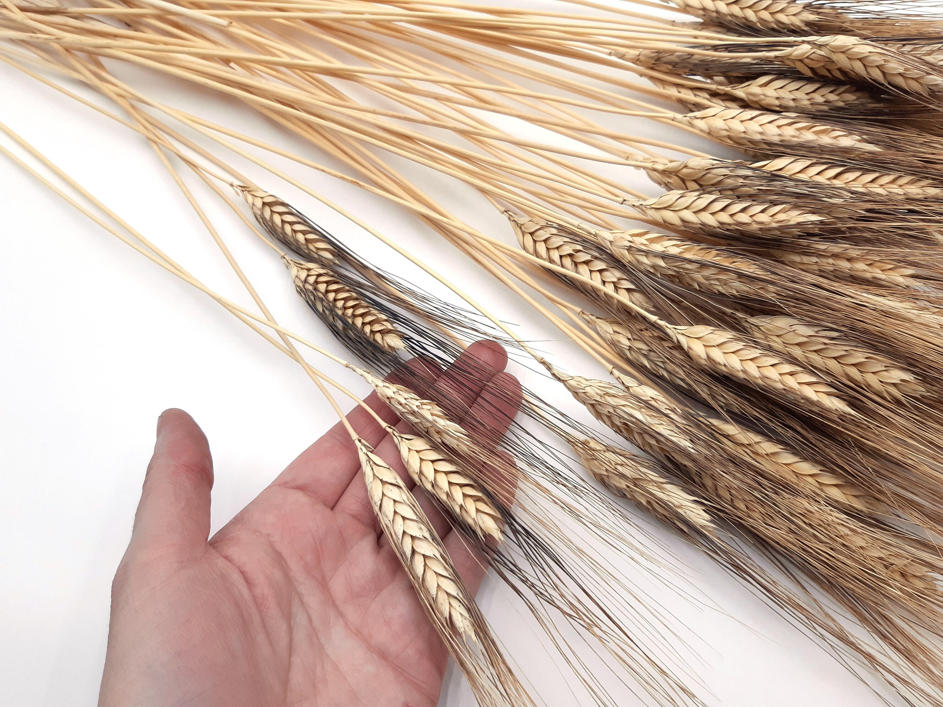 Dried Wheat Bundle Dried Wheat Bunch Natural Dried Wheat Etsy UK