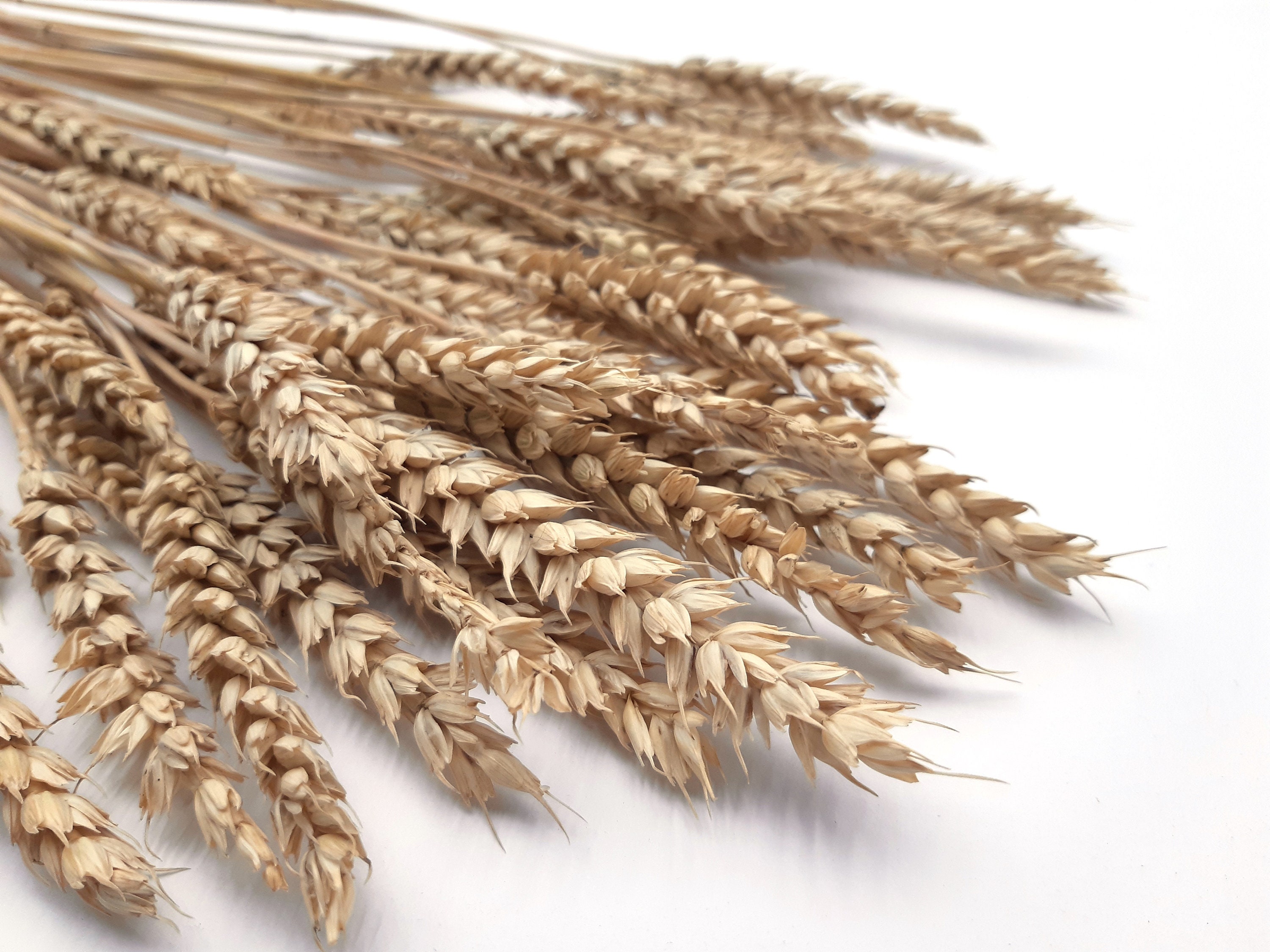 Dried Wheat Bunch Dried Wheat Bundle Natural Dried Wheat Etsy