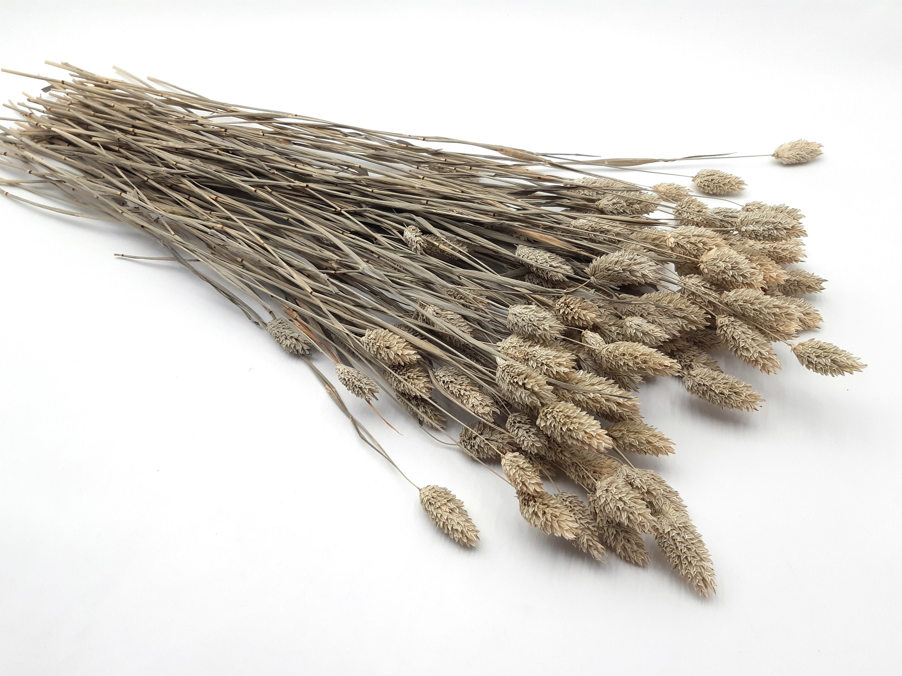 Natural Dried Grass Dried Grass Bunch Natural Dried Flowers Etsy