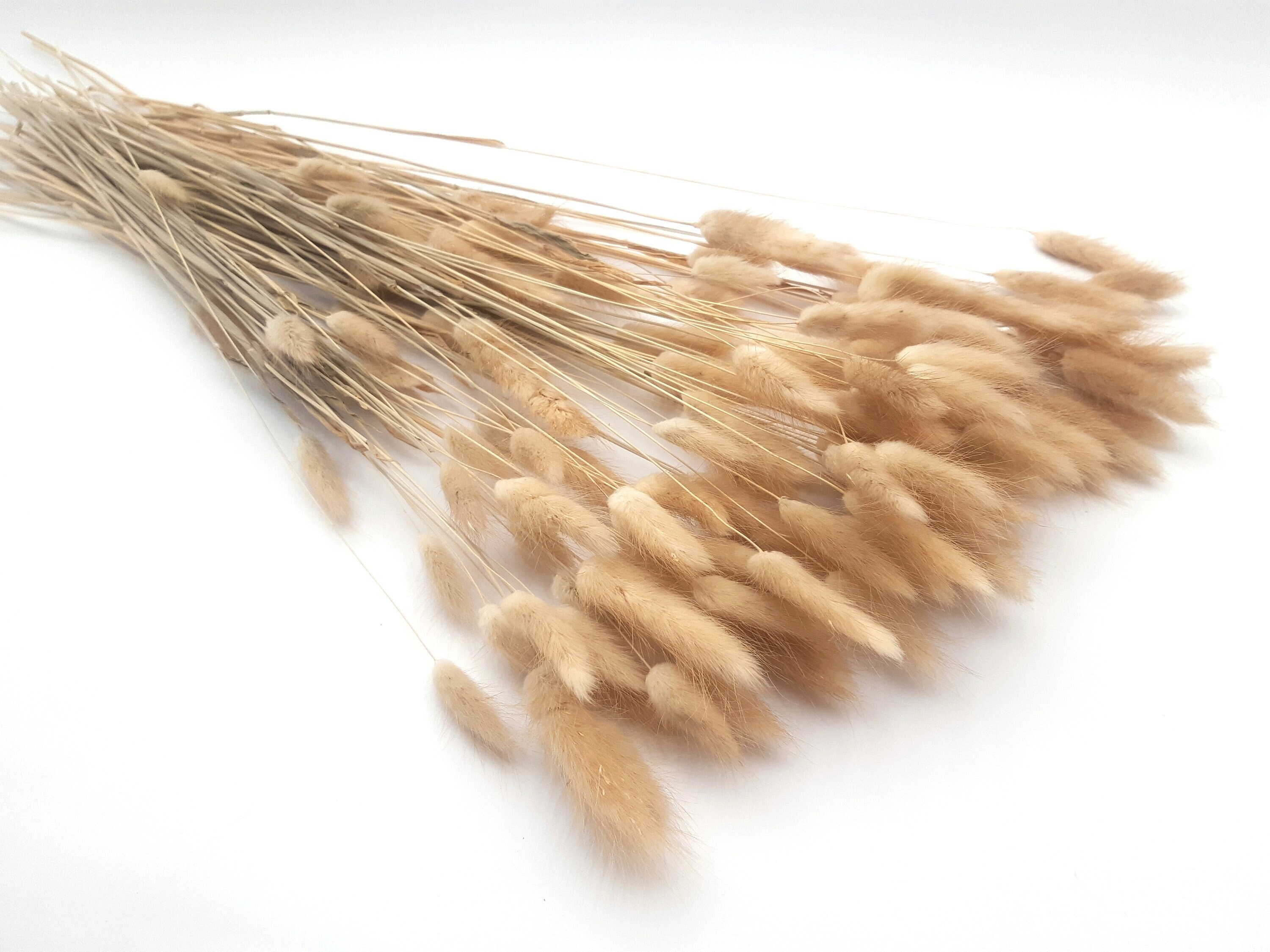 Natural Bunny Tail Grass Bunny Tail Grass Bunch Dried Bunny Etsy