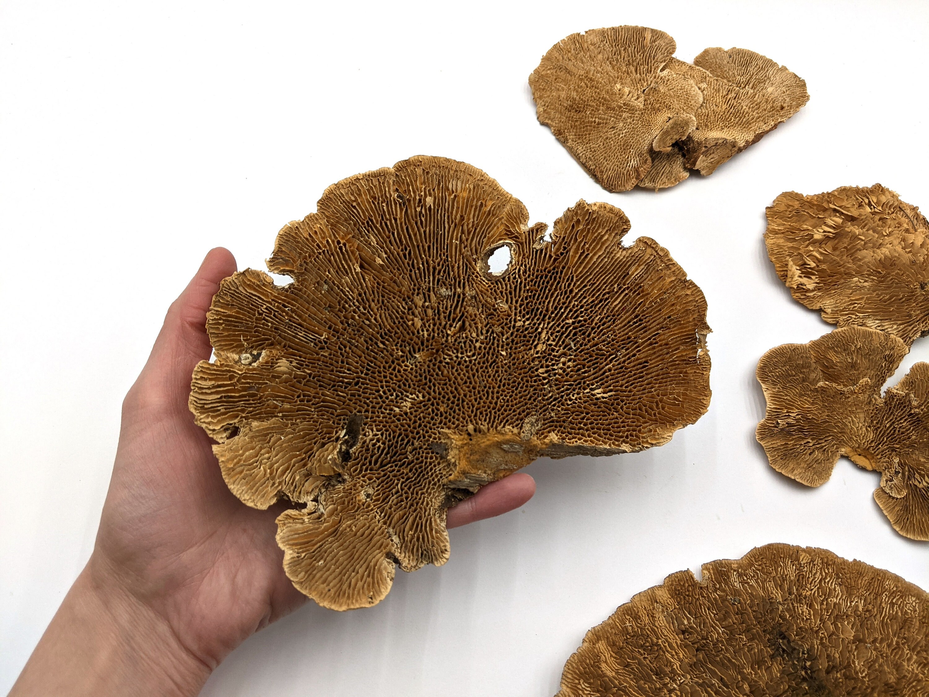 Natural Sponge Mushrooms Tree Mushroom Dried Dried Mushroom Etsy