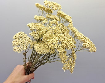 White Yarrow Bunch, Dried White Yarrow, Dried Herbs Bunch, White Dried Flowers for Wedding Decor, Floral Rustic Centerpiece, Bunch 20 stems