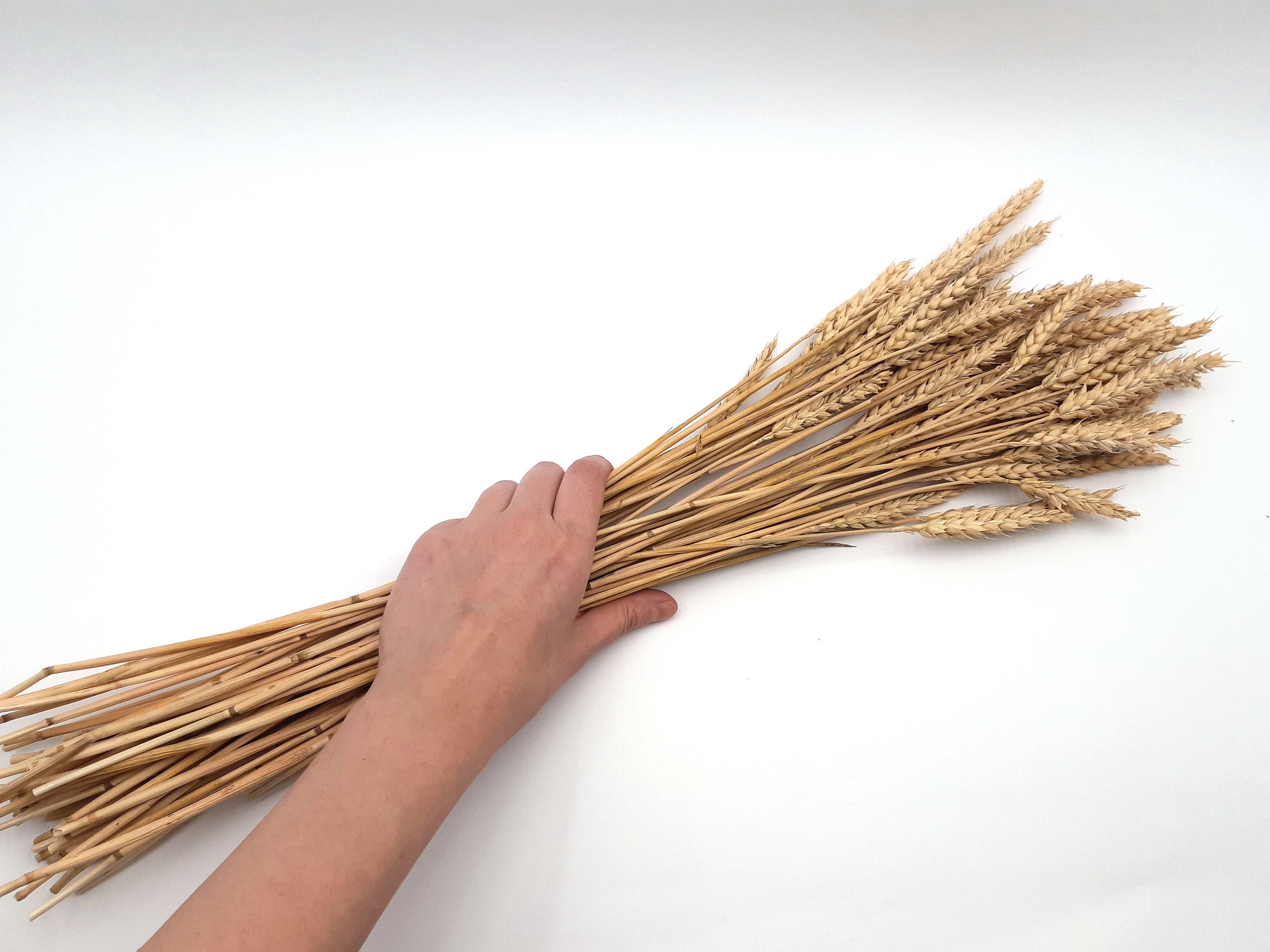 Dried Wheat Bunch Dried Wheat Bundle Natural Dried Wheat Etsy UK