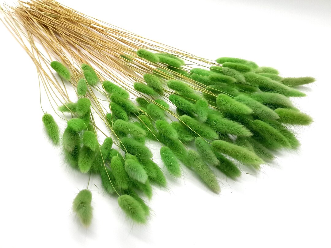 Green Bunny Tail Grass Dried Greenery for Bouquet Dried Etsy