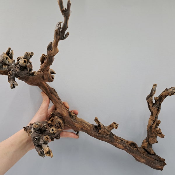 Grapewood Branch Etsy