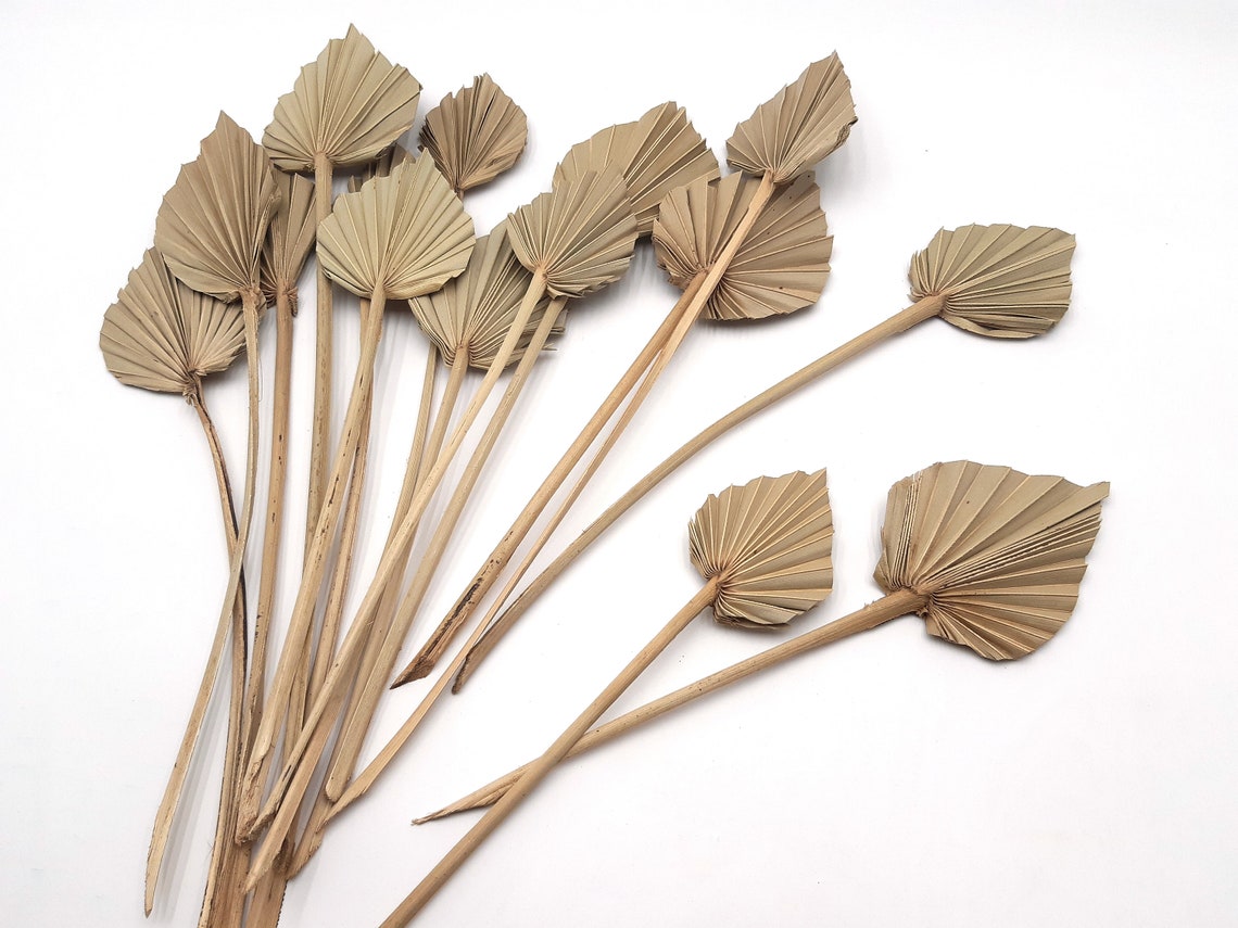 MINI Natural Palm Leaves Dried Palm Leaves Palm Leaves Etsy
