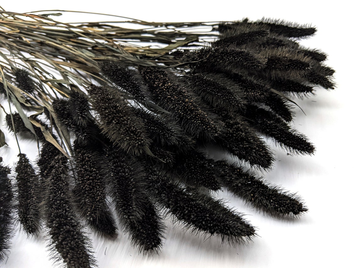 Black Millet Grass Black Dried Grass Black Dried Flowers Etsy