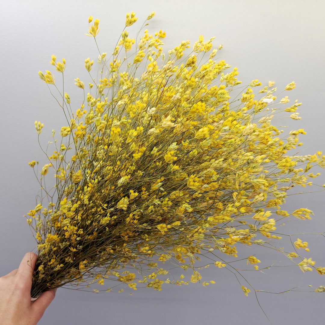 Bright Yellow Wildflowers, Dried Wild Flowers, Yellow Dried Flower