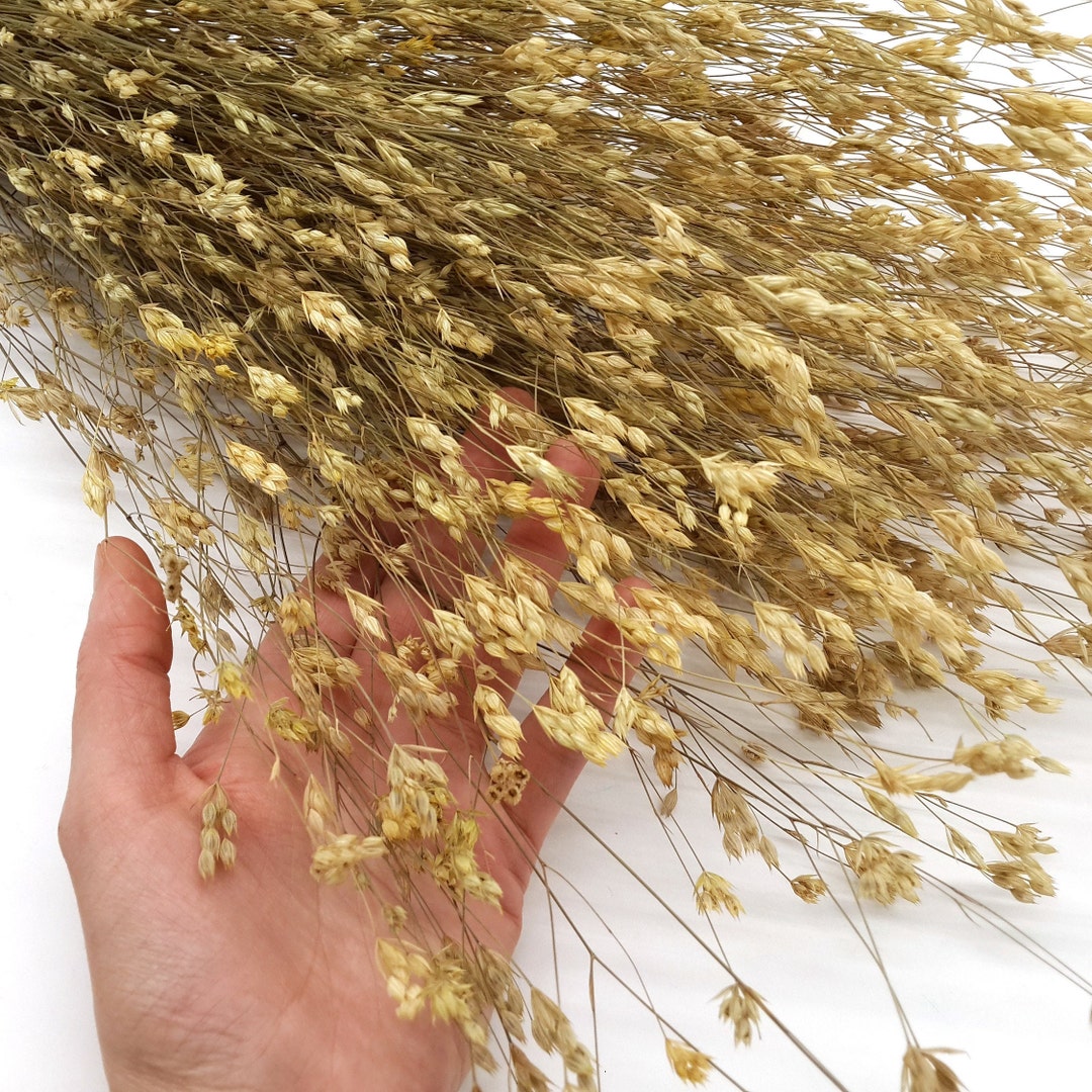 Small Dried Wildflowers, Wildflowers Bundle, Pale Yellow Dried Flowers