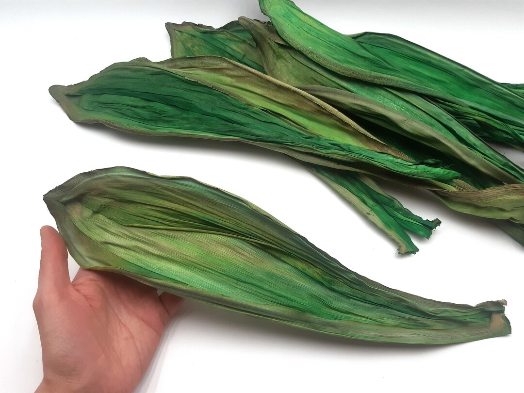 Green Dried Corn Husk Natural Corn Husk Dried Husk for Etsy