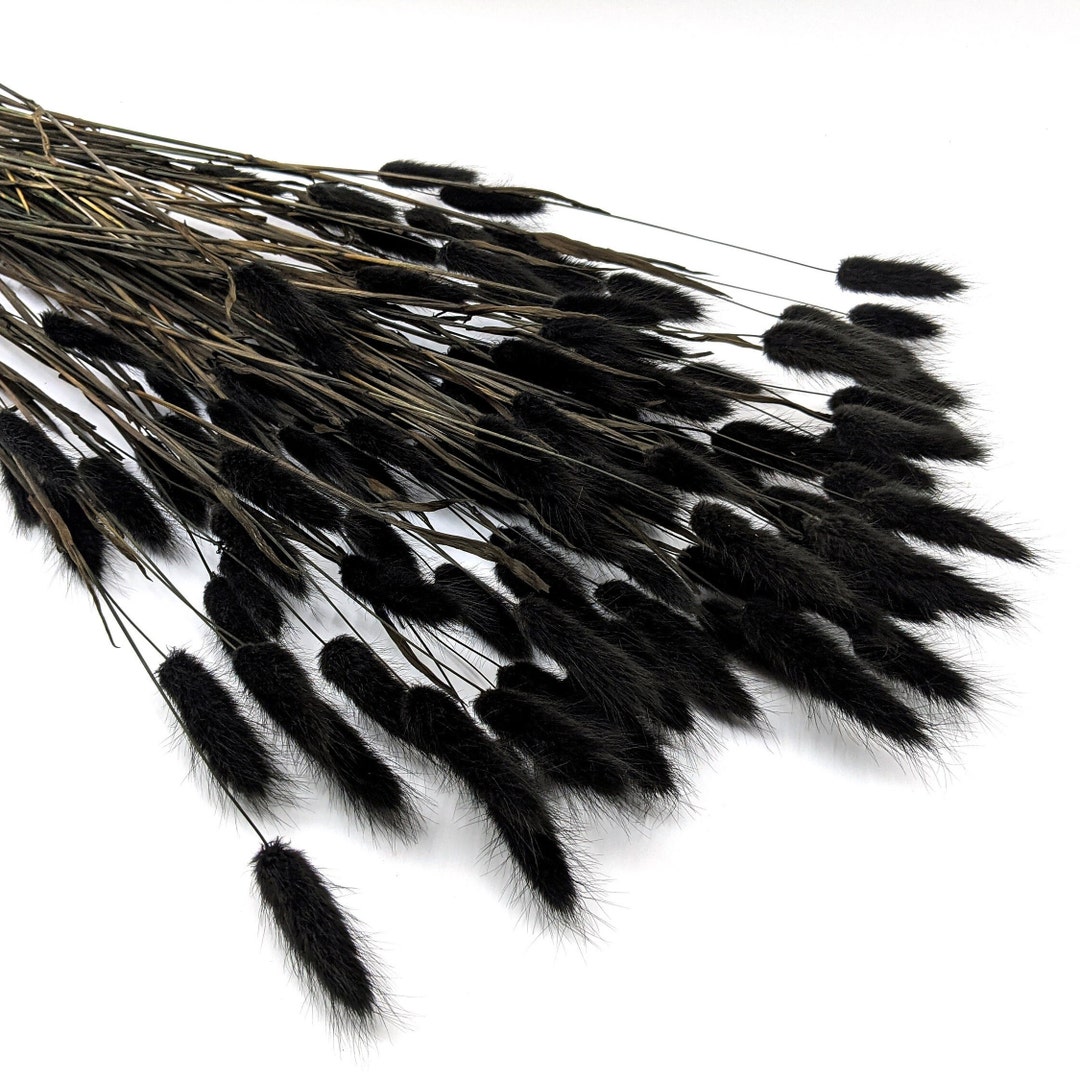 25/50 Black Bunny Tail Grass, Black Dried Flowers, Dried Bunny Tails