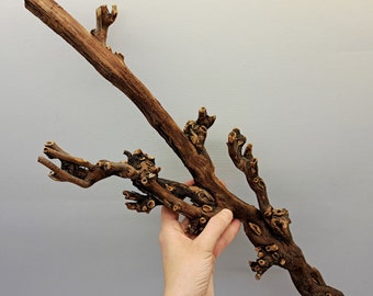 Vraie branche de vigne 19,5 pouces, branche de vigne sèche pour terrarium, branche en bois naturel, petit bois pour travaux manuels, décoration de vivarium, branche sèche #14