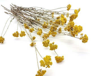 Yarrow jaune Mini, paquet de Yarrow séché, petites fleurs séchées, fleurs d’automne pour le décor, herbes séchées, bouquet de Yarrow, fleurs sauvages pour le mariage