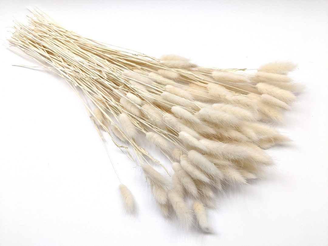 25/50 White Bunny Tail Grass Dried Bunny Tail Grass White Etsy
