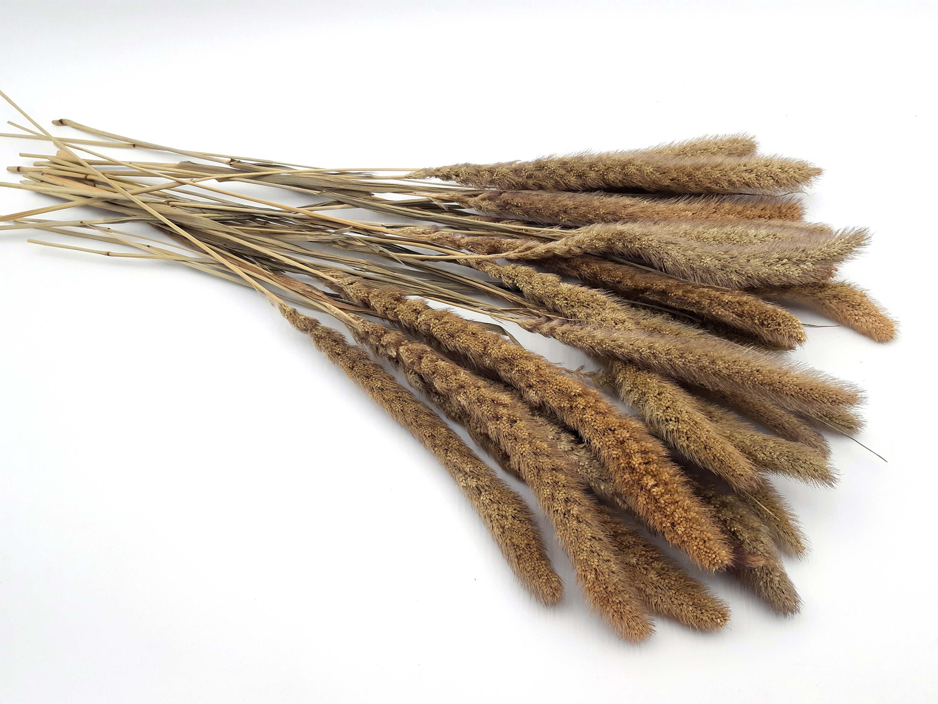 Natural Millet Grass Natural Dried Grass Dried Grass Bunch Etsy