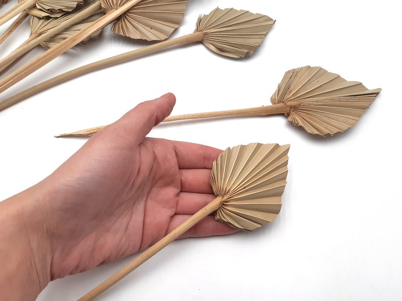 MINI Natural Palm Leaves Dried Palm Leaves Palm Leaves Etsy