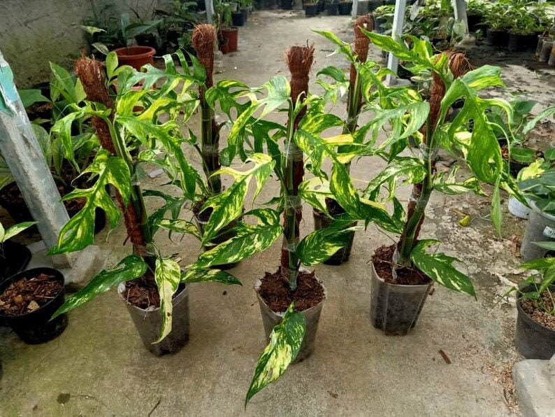 New Variegated Epipremnum Kujang Aurea Yellow House Plant Aroid Tropical Indoor Outdoor DHL
