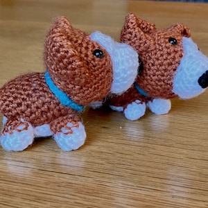 Corgi dog