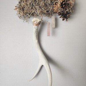 Rose quartz Antler wall hanging