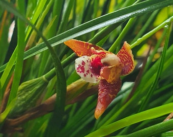 Maxillaria tenuifolia - Single pseudobulb - coconut orchid