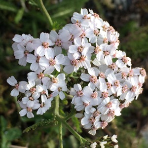 Puede incluir: Un grupo de pequeñas flores blancas con centros rosados, floreciendo en un tallo verde. Las flores están dispuestas en un racimo plano, con los pétalos superpuestos.