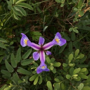 WILD IRIS Flower Remedy