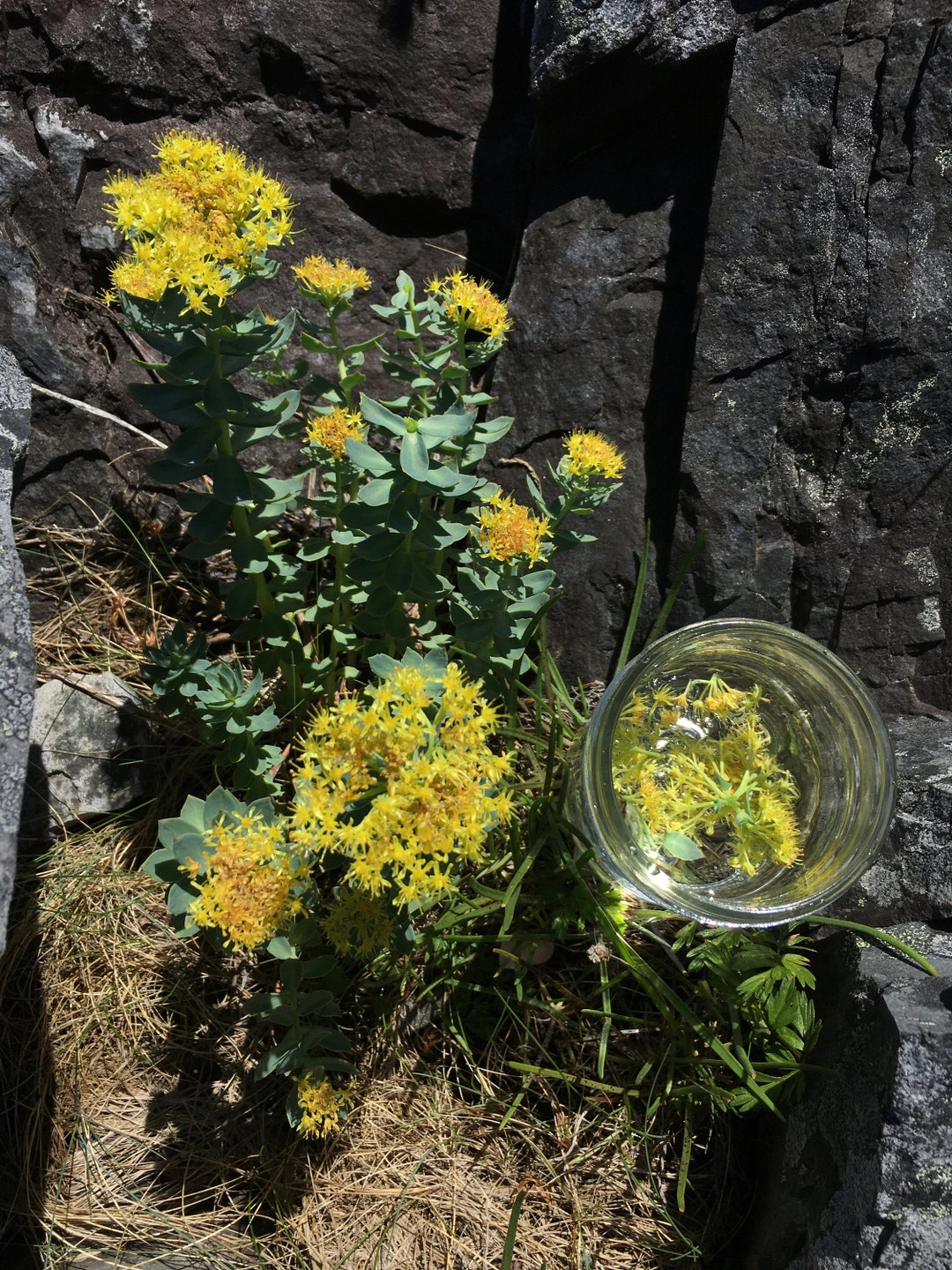 ROSEROOT Flower Essence Grounding Nourishment Etsy