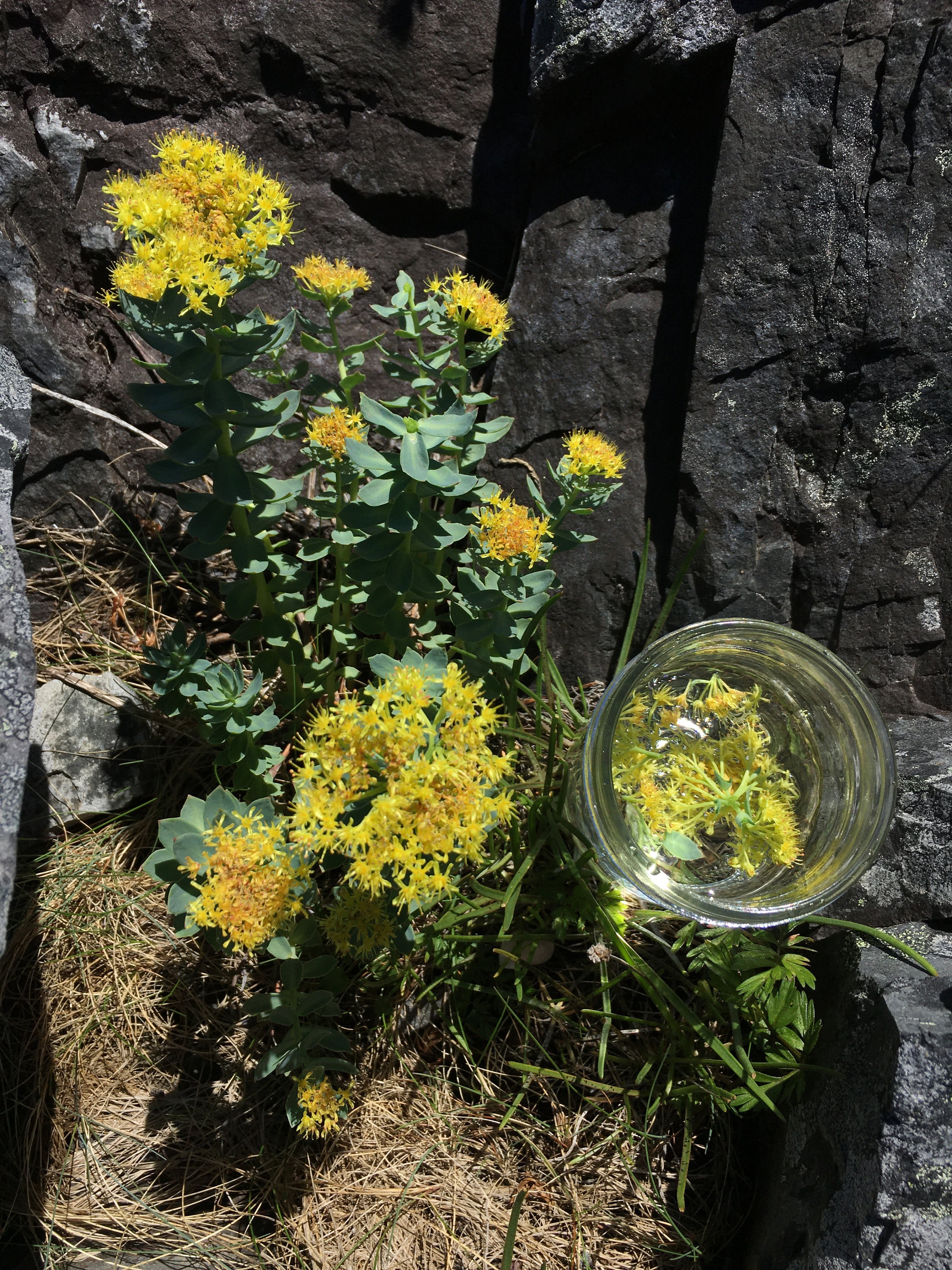 ROSEROOT Flower Essence Grounding Nourishment Etsy