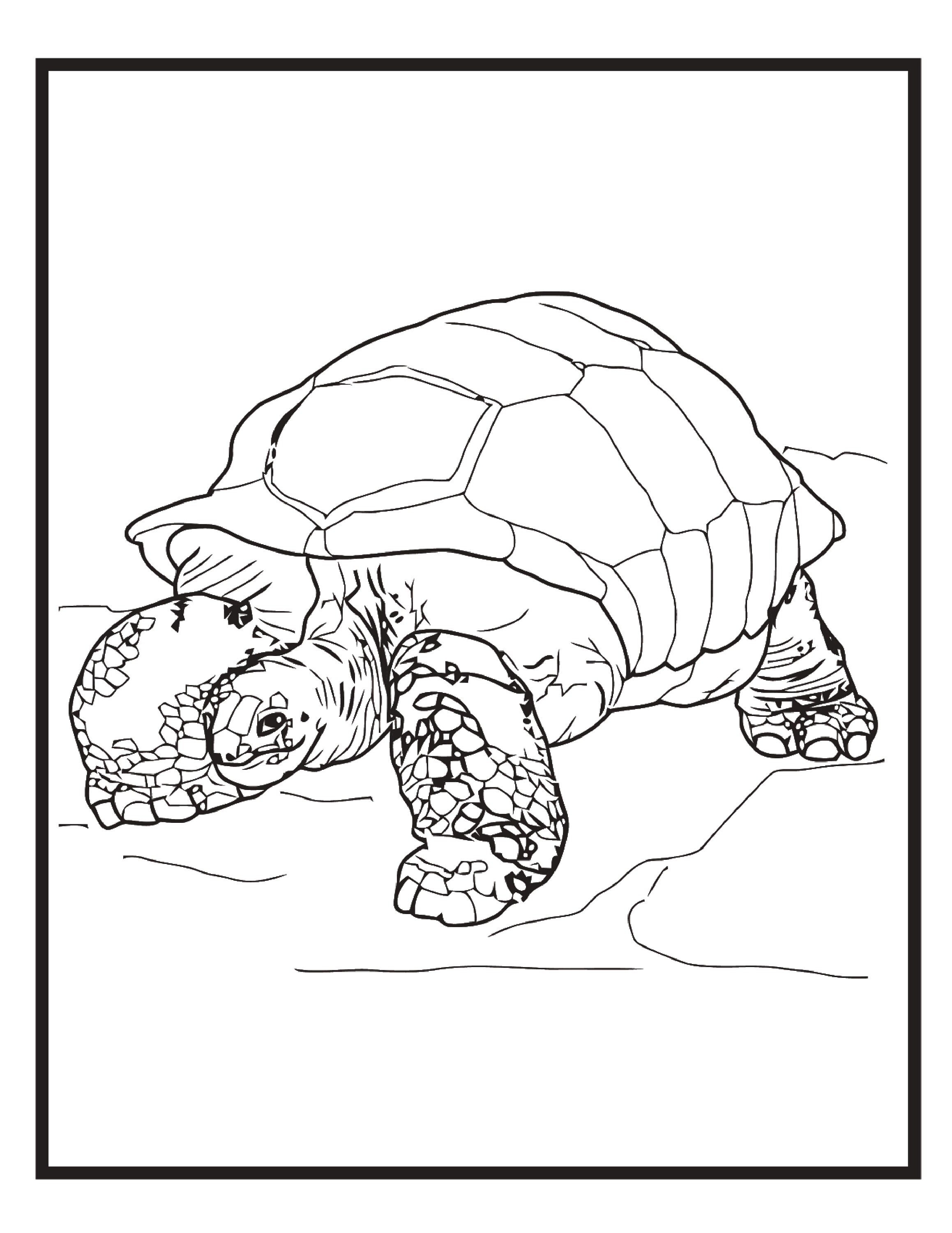 Zoo Animals Coloring Pages - Etsy