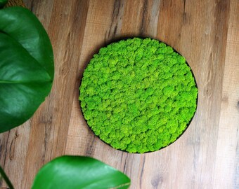 Musgo circular conservado. Arte de musgo redondo