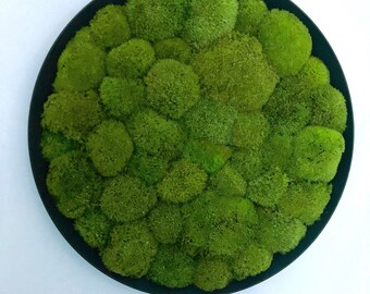 Musgo circular preservado. Arte de pared redondo de musgo. Hecho a mano