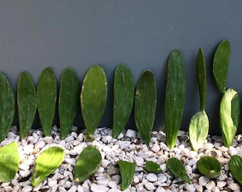 Spineless Paddle Cactus Trimming