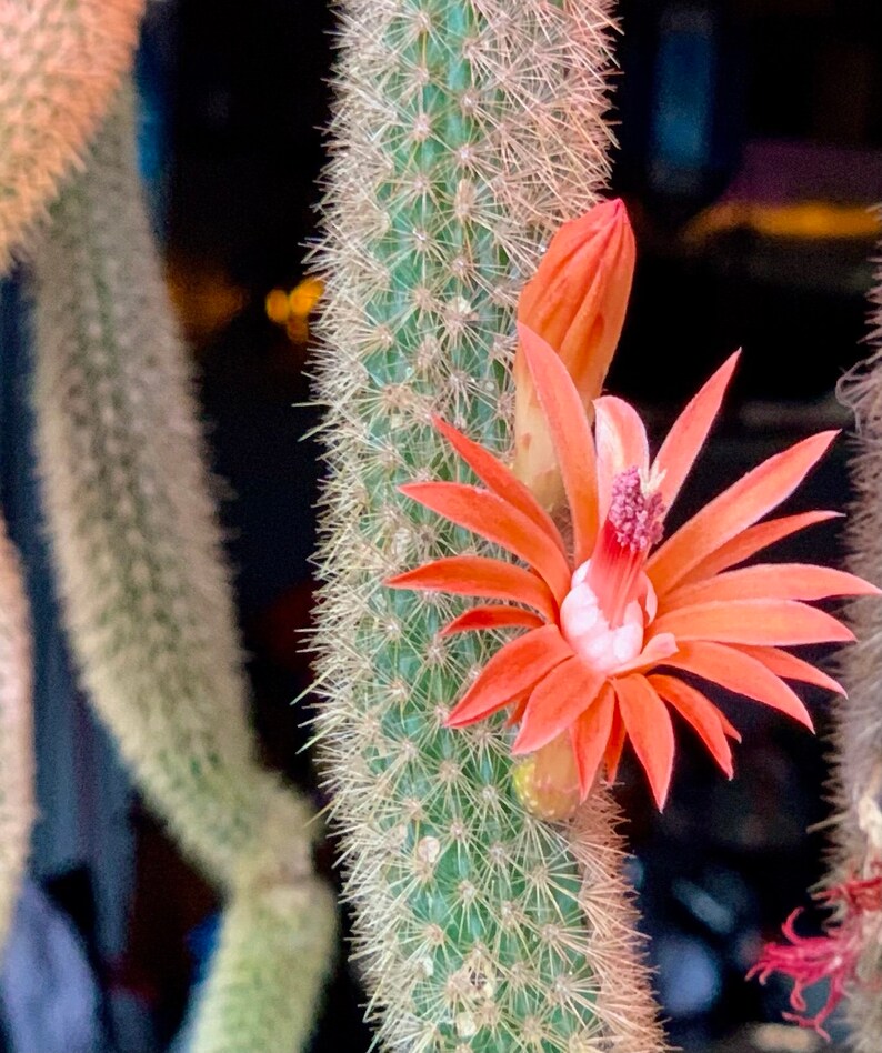 Golden Monkey Tail Cacti Trimming Cleistocactus Wintering Etsy