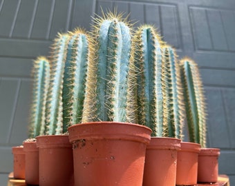 Pilosocereus Cactus (Blue Torch)