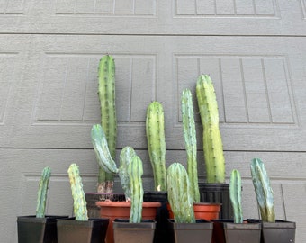 Blue Myrtle Cactus (Myrtillocactus Geometrizans)