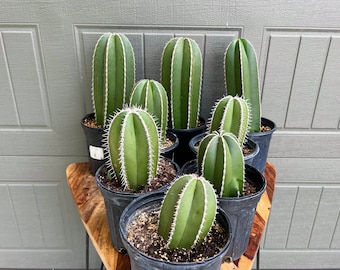 Lophocereus marginatus (Mexican Fence Post)