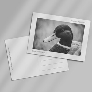 Canard-Inverness | Tunnag-Inbhir Nis - Photographie écossaise - Carte postale