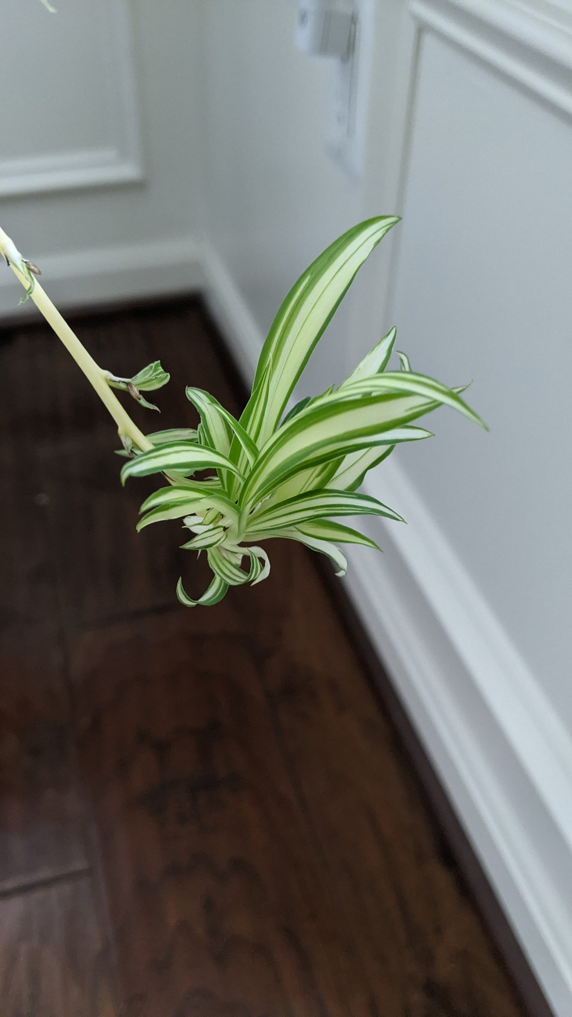 Variegated Spider plant babies live Etsy