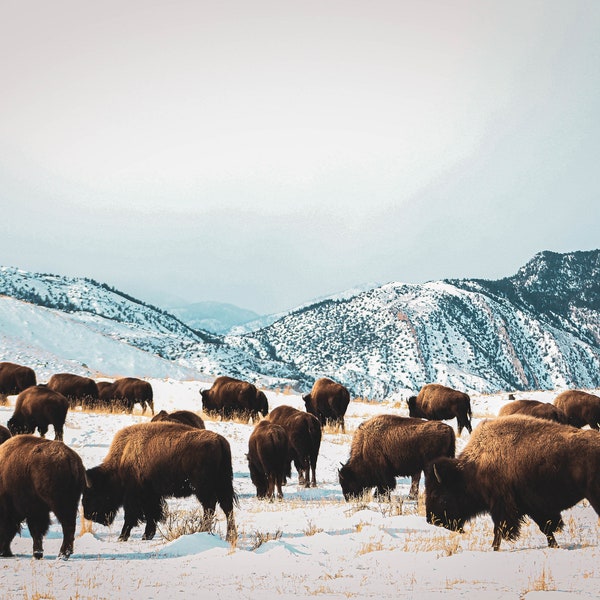 American Bison, Wildlife Photography, Yellowstone Nat Park, Gift, Home Decor, Wall Art, Canvas, Print, 5x7, 8x12, 11x14, 12x18, 16x24, 20x30