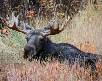 Bull Moose, Rocky Mountain National Park, Wildlife Fotografie, Gift, Wall Art, Canvas, Print, 5x7, 8x12, 11x14, 12x18, 16x24, 20x30