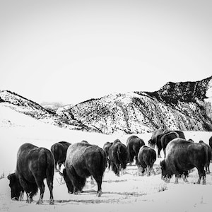 American Bison Landscape, Wildlife Photography, Home Decor, Wall Art, Canvas, Print, 5x7, 8x12, 11x14, 12x18, 16x24, 20x30