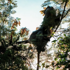 Samango Monkey, South Africa, Wildlife Photography, Gift, Home Decor, Wall Art, Canvas, Print, 5x7, 8x12, 11x14, 12x18, 16x24, 20x30
