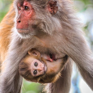 May include: A brown and gray monkey mother cradles her baby monkey as it nurses. The baby monkey is facing the camera with its eyes open.
