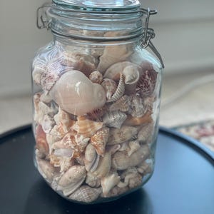 May include: A clear glass jar filled with various seashells. The jar has a hinged lid with a metal clasp. The shells are in shades of beige, brown, and white. The jar sits on a black surface.