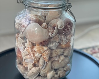 Florida Seashells in Glass Jar – Coastal Decor, DIY Shell Supply